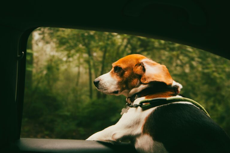 how to road trip with a dog in 2026