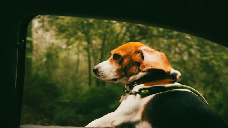 how to road trip with a dog in 2026