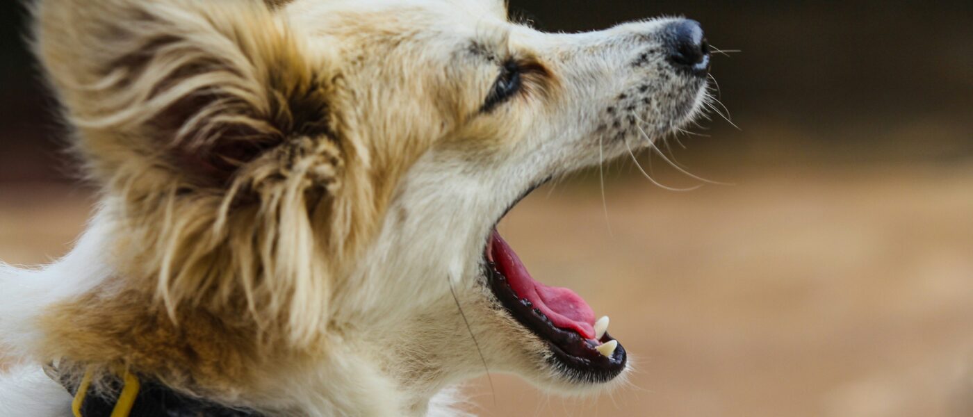 How to Stop a Dog from Barking in 2026: The 7 Methods Professional Trainers Use to Break the Cycle