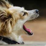 how to stop a dog from barking in 2026