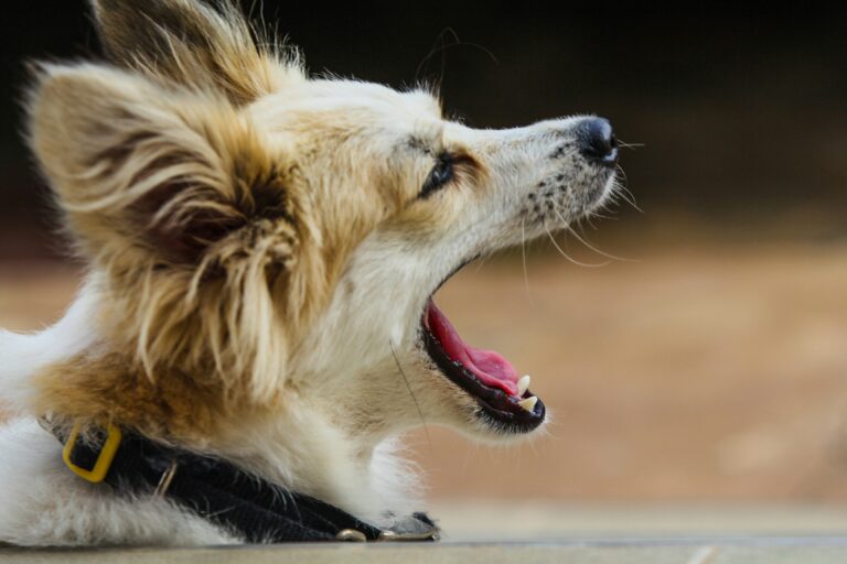 how to stop a dog from barking in 2026
