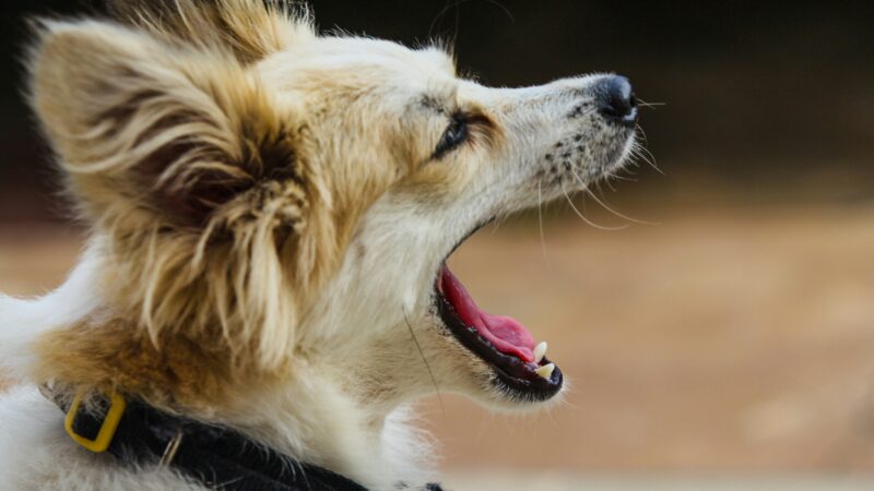 how to stop a dog from barking in 2026