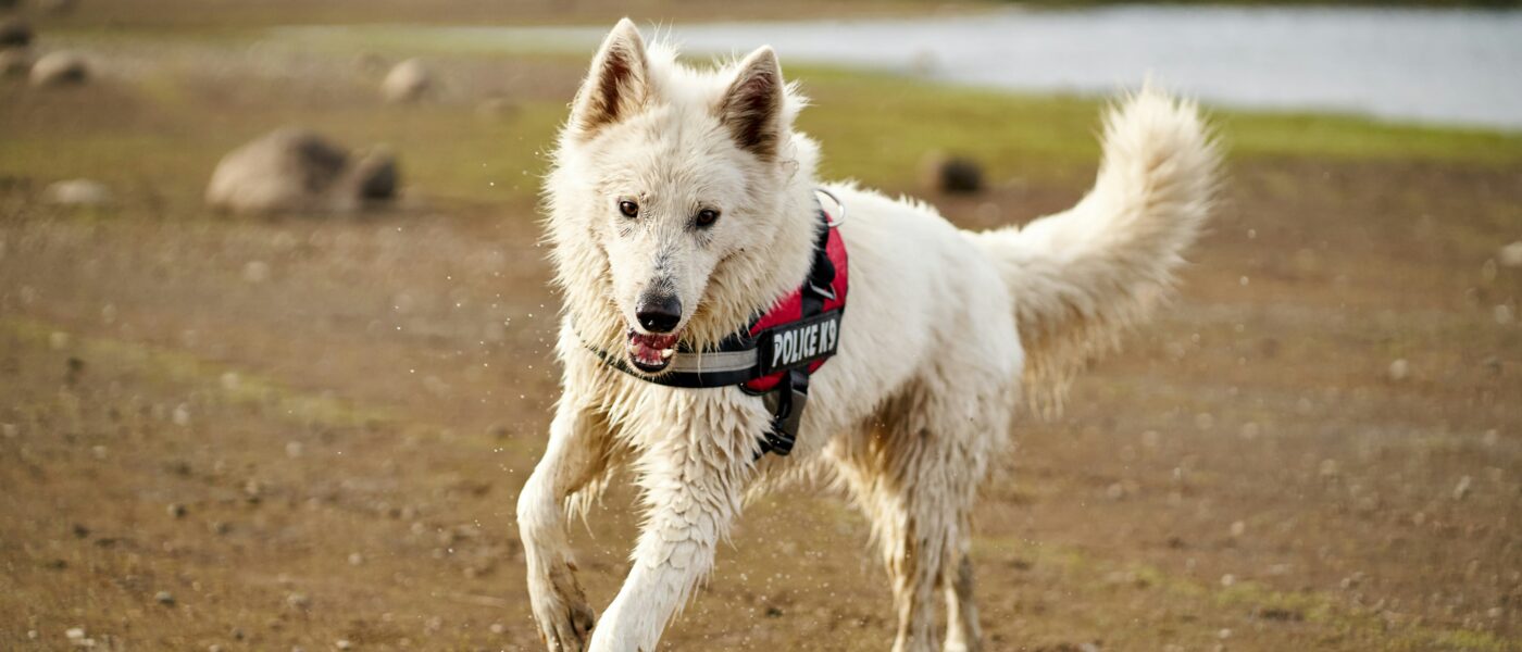 How to Stop a Dog From Jumping on People in 2026: A Step-by-Step Training Guide That Actually Works