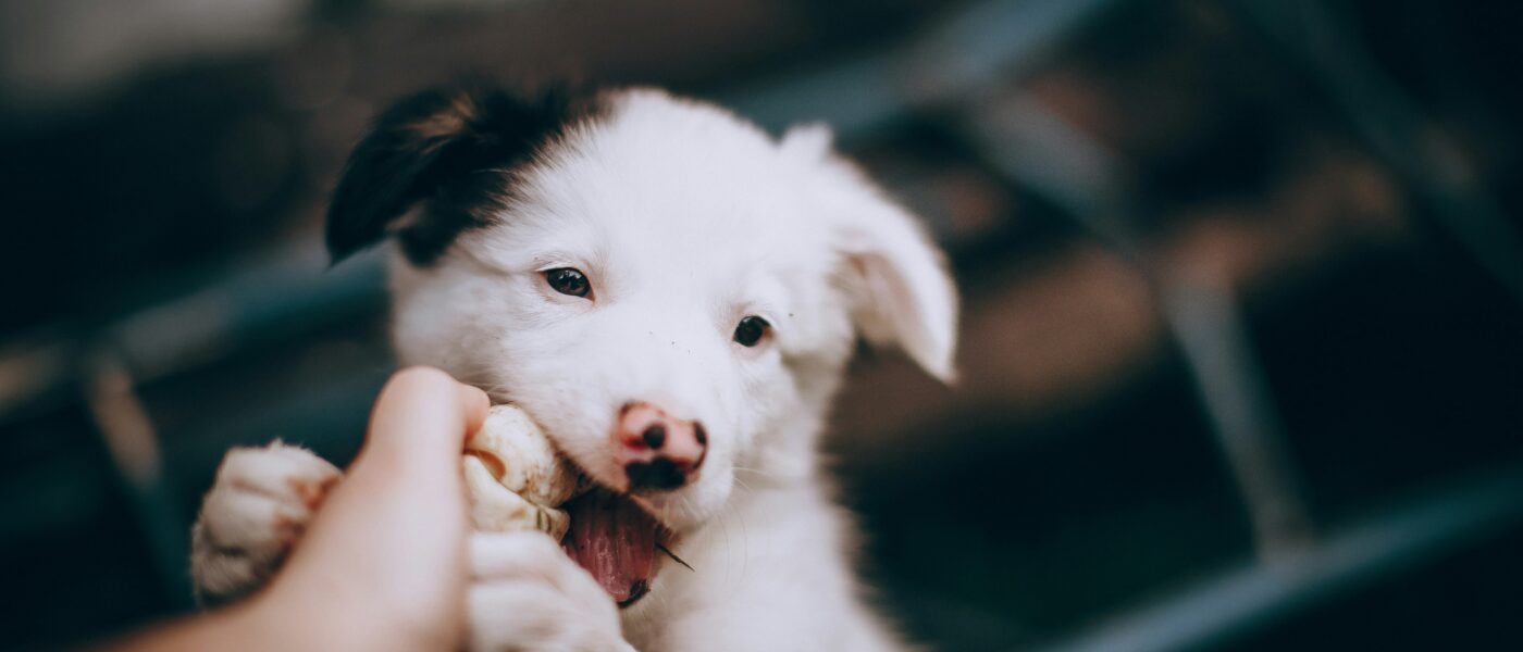 The 4-Step Positive Training Plan on How to Stop a Puppy From Biting
