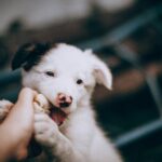 how to stop a puppy from biting