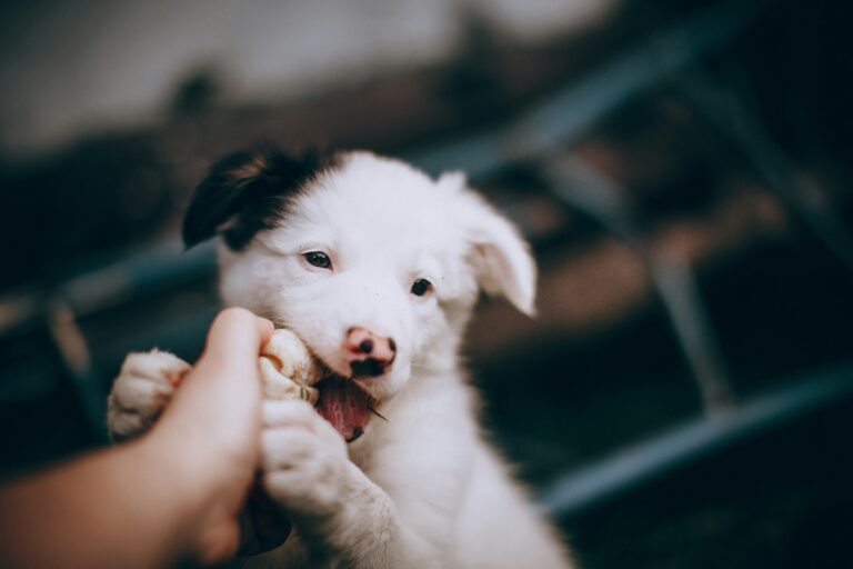 how to stop a puppy from biting