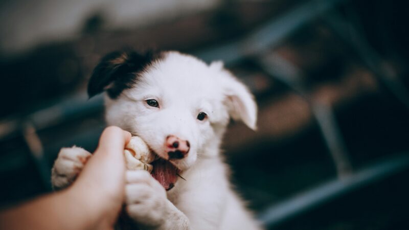 how to stop a puppy from biting