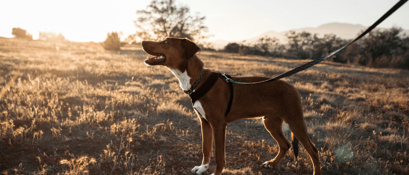 How to Stop a Dog from Pulling on Leash: A Method That Helps Your Walks