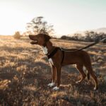 how to stop your dog from pulling on the leash