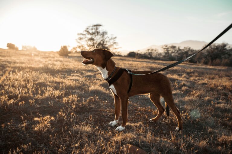 how to stop your dog from pulling on the leash