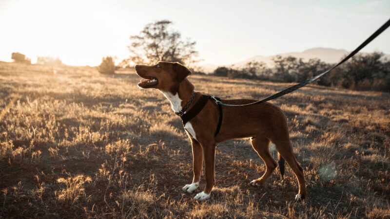 how to stop your dog from pulling on the leash