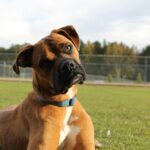 why do dogs tilt their heads