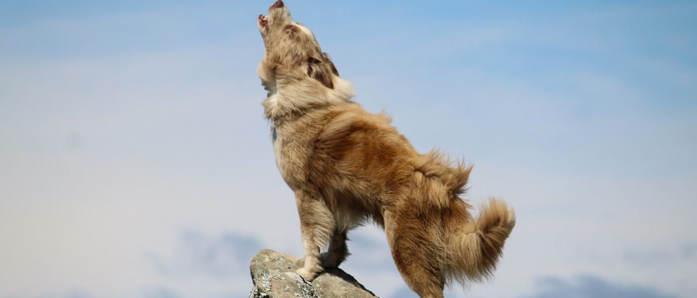 The Call of the Wild Siren: Why Emergency Vehicles Awaken the Wolf Inside Your Dog