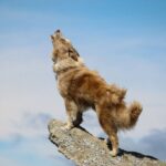 why some dogs howl at sirens