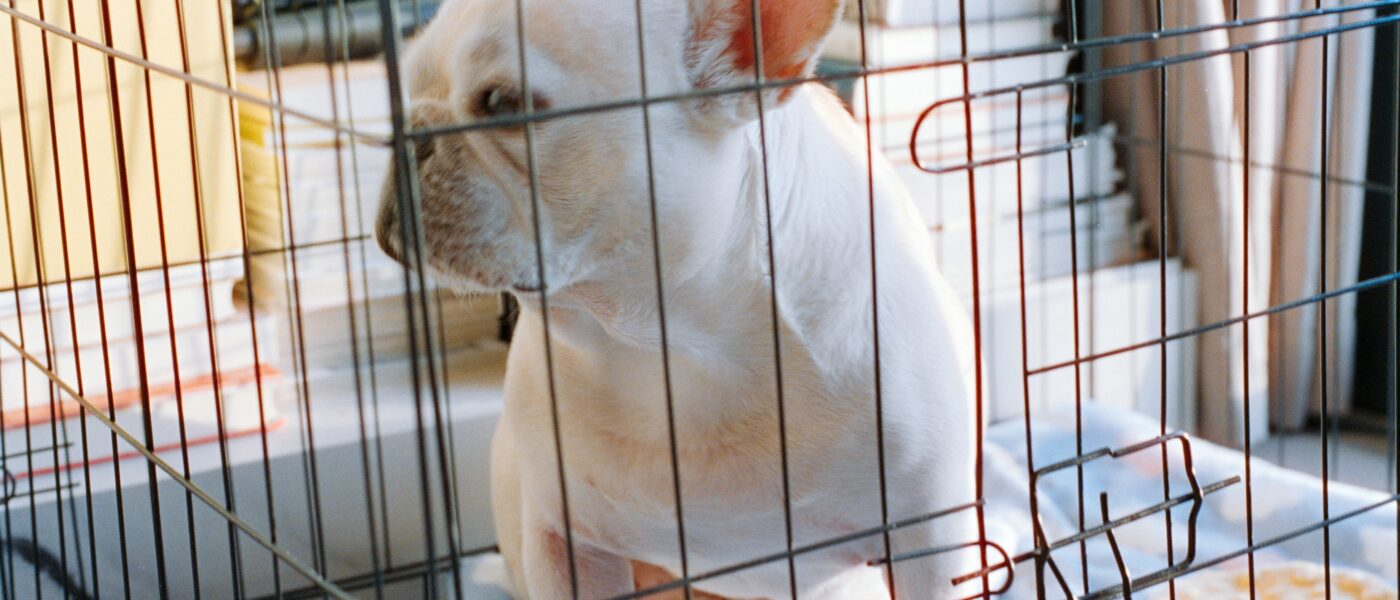 Why Your Dog Won’t Settle in the Crate (Five Reasons It’s Not Always Anxiety)