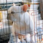 why your dog wont settle in the crate