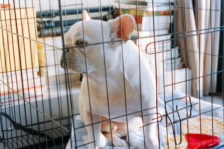 why your dog wont settle in the crate