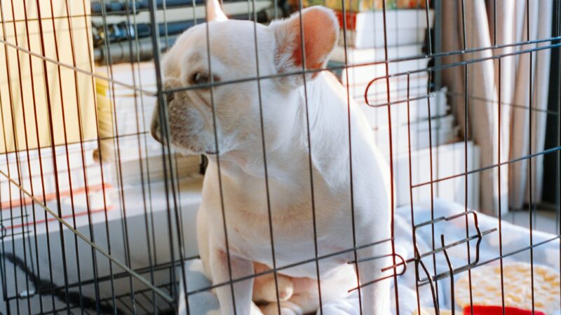 why your dog wont settle in the crate
