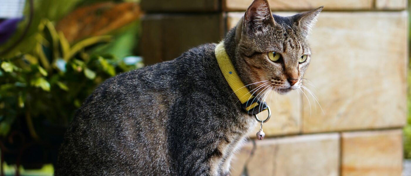 Parasite Shield: Exactly How to Choose the Best Flea Collars for Cats in 2026