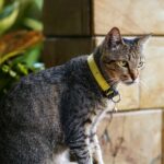 best cat flea collars