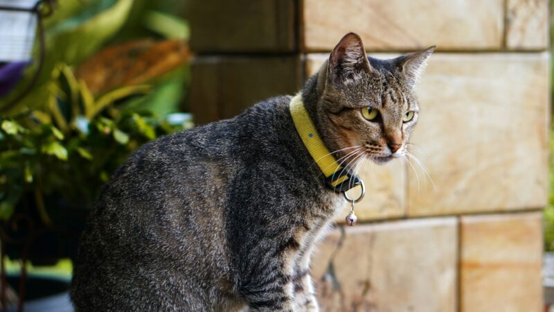 best cat flea collars