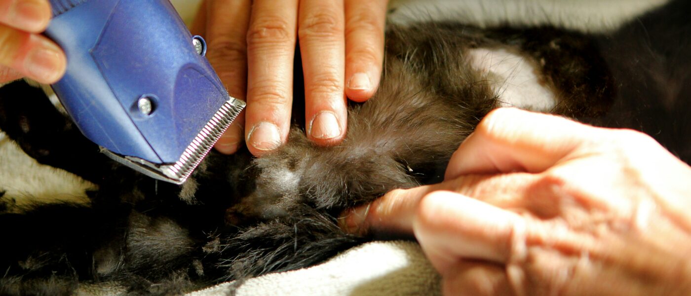 The Best Dog Clippers of 2026: Heavy-Duty & Quiet Models