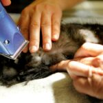best dog clippers