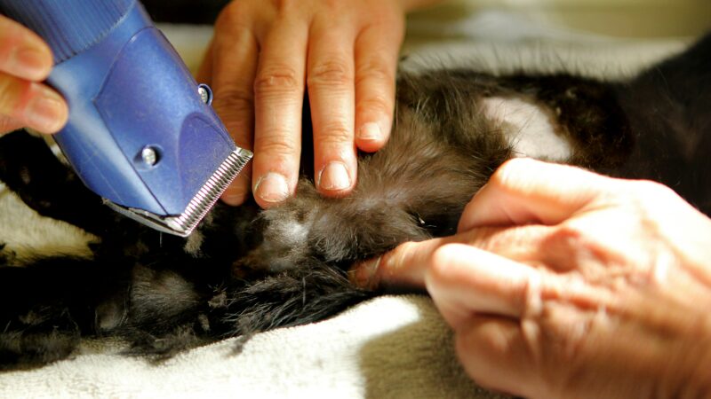 best dog clippers