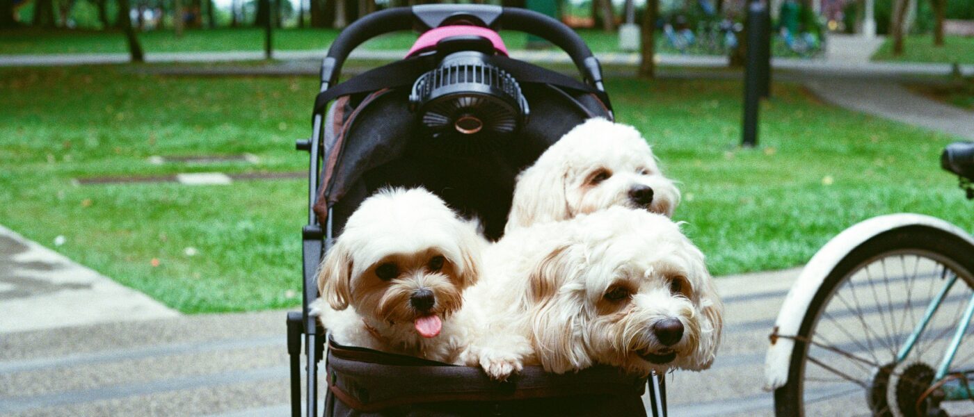 Smooth Rides: How to Choose the Best Dog Strollers for Every Terrain