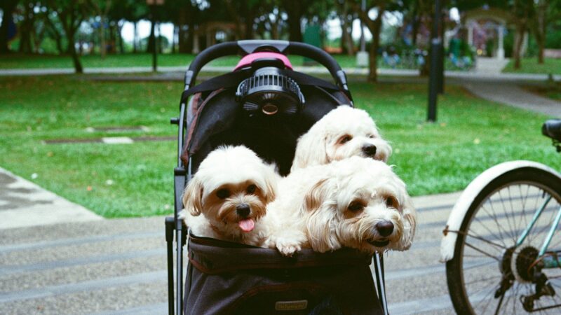 best dog strollers