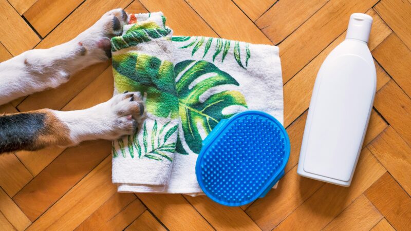 best pet stain and odor removers