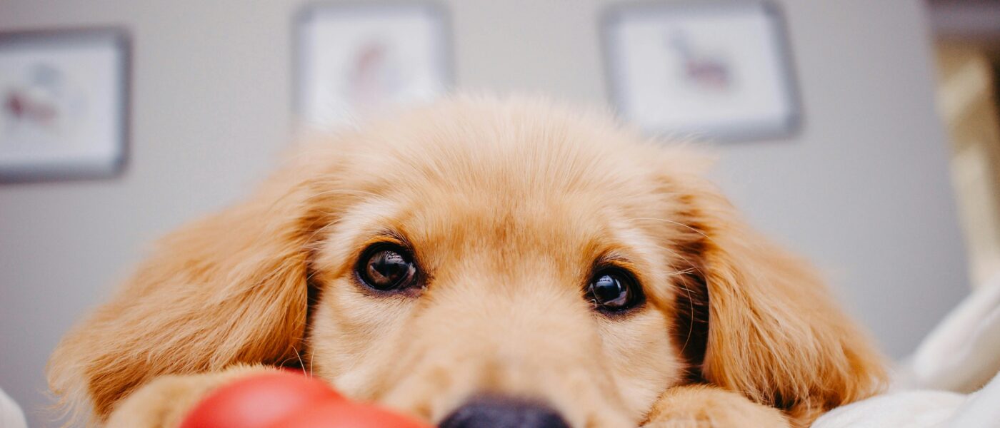 Needle Teeth: Exactly How to Choose the Best Puppy Toys for Teething
