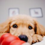 best puppy toys
