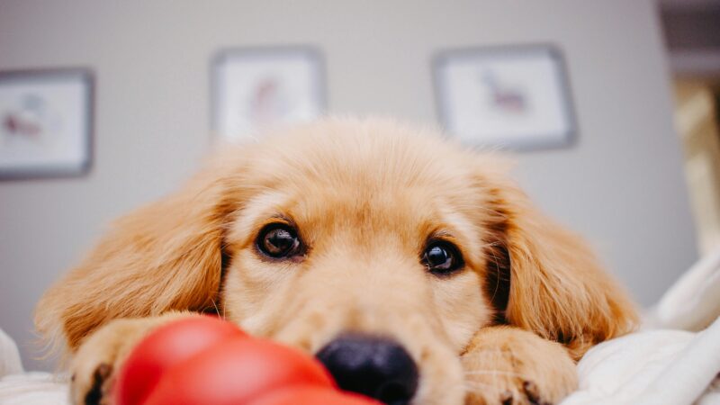 best puppy toys