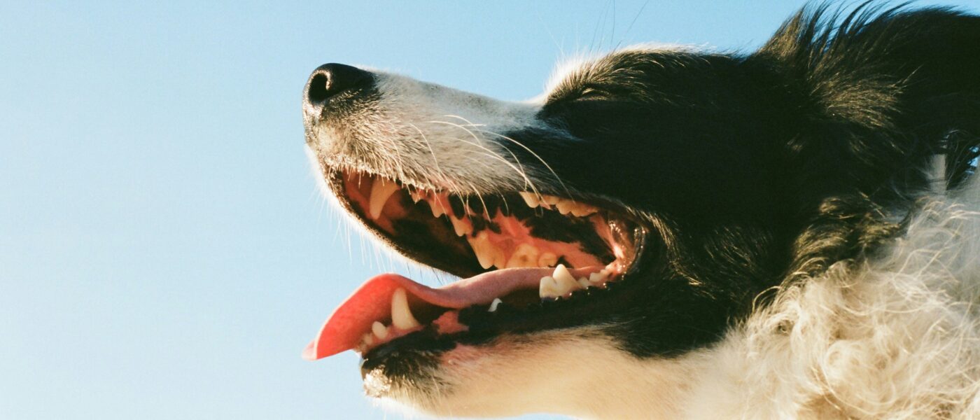 Stop the Struggle: A Stress-Free Method for Brushing Your Dog’s Teeth