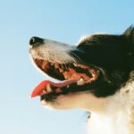 how to brush a dogs teeth
