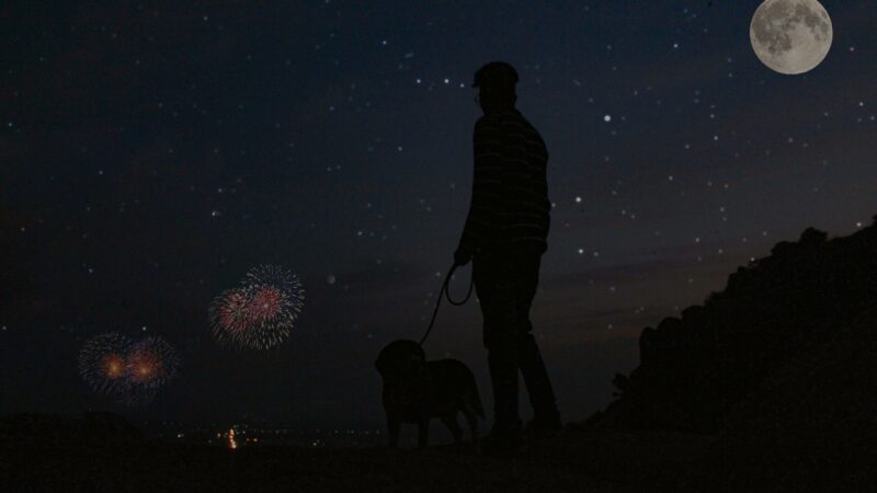 how to calm a dog during fireworks