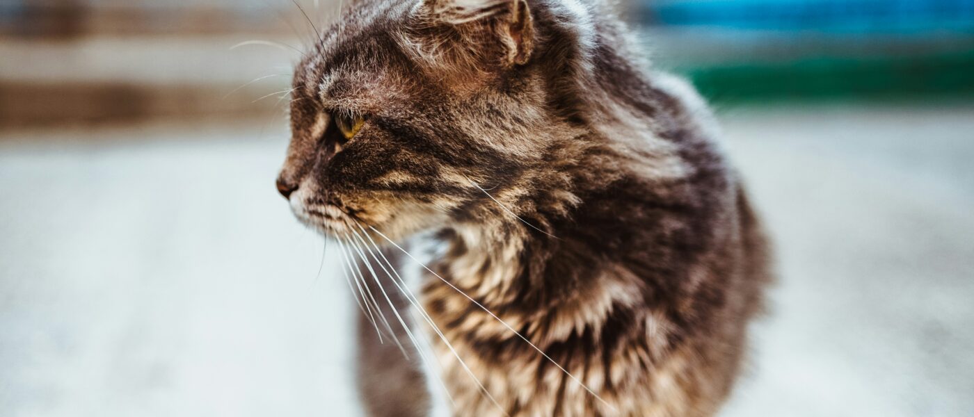 Silver Whiskers: Exactly How to Care for a Senior Cat Safely