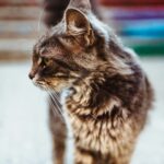 how to care for a senior cat