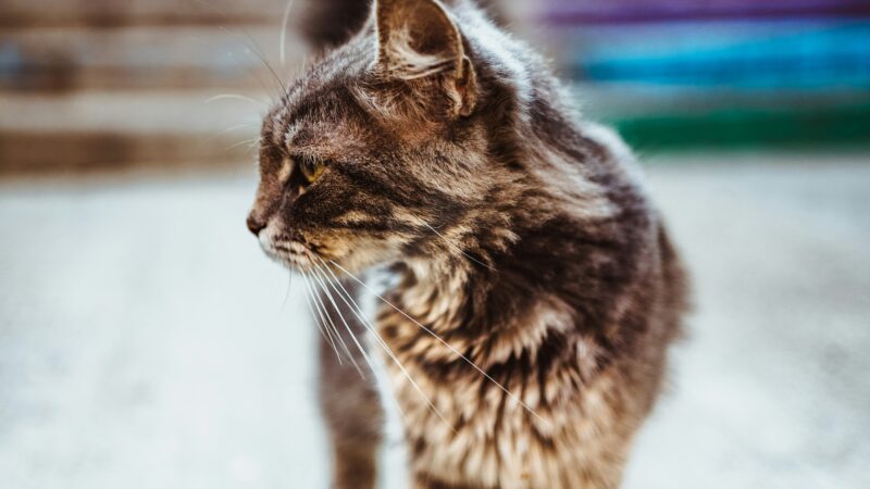 how to care for a senior cat