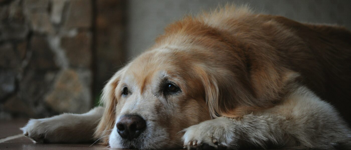 Golden Years: Exactly How to Care for a Senior Dog Safely
