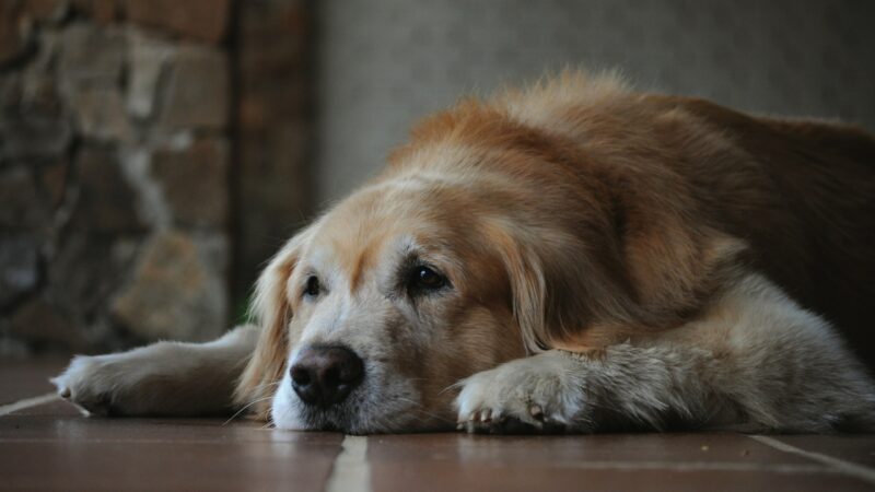how to care for a senior dog
