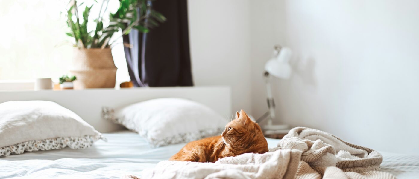 Indoor Kingdom: Exactly How to Care for an Indoor Cat Safely