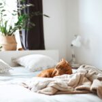 how to care for an indoor cat