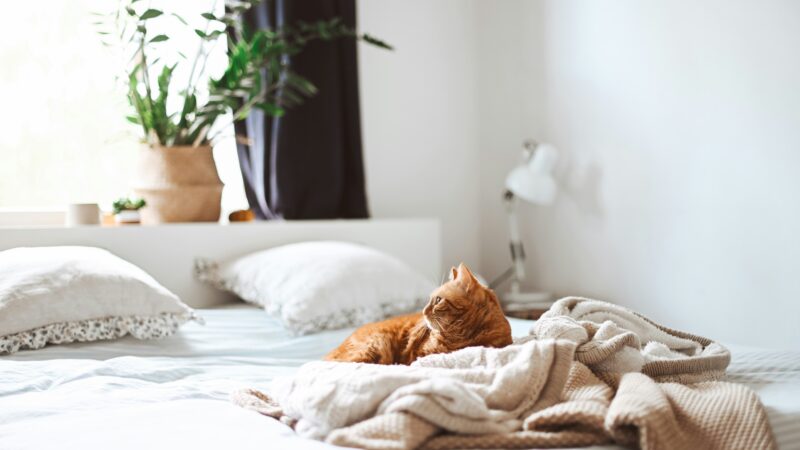 how to care for an indoor cat