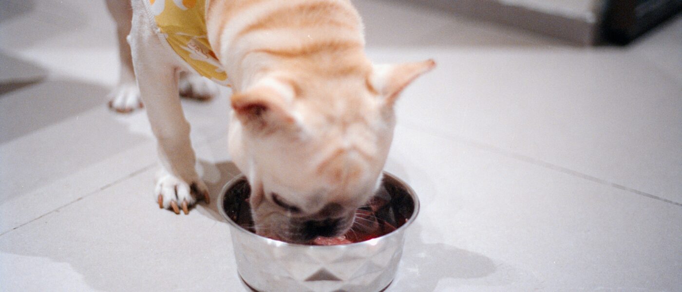 How to Choose the Right Dog Food: A Complete Nutrition Guide
