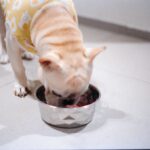 how to choose the right dog food