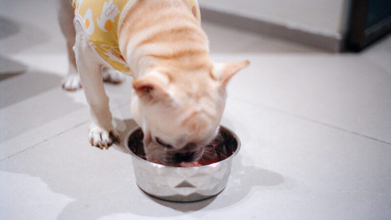 how to choose the right dog food