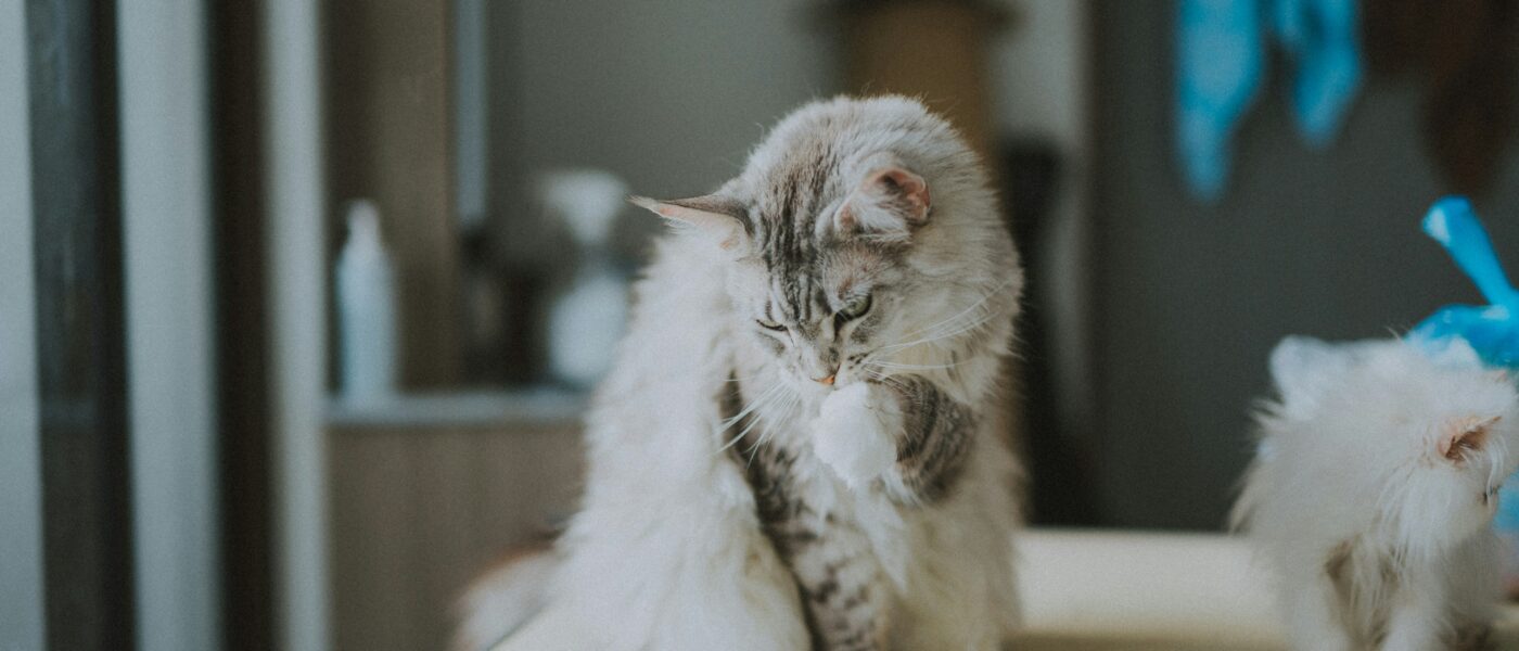 Low Stress: Exactly How to Groom a Cat at Home Safely
