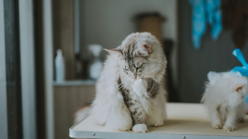 how to groom a cat